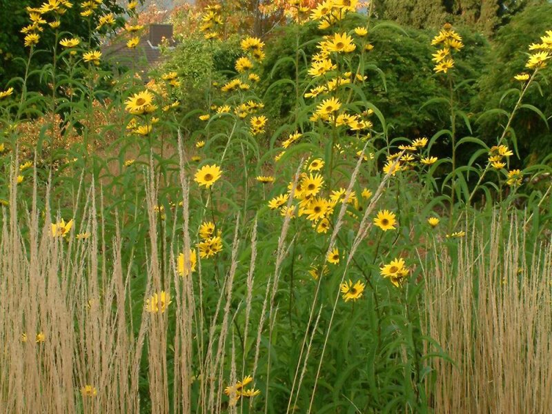 Helianthus maximiliani P1