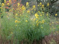 Helianthus maximiliani P1