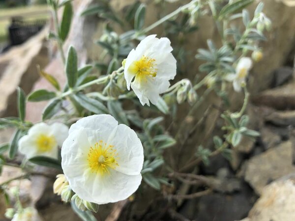 Helianthemum Hybr. The Bride