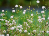 Succisella petteri