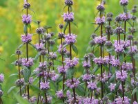 Phlomoides tuberosa Amazone