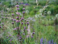 Phlomoides tuberosa Amazone