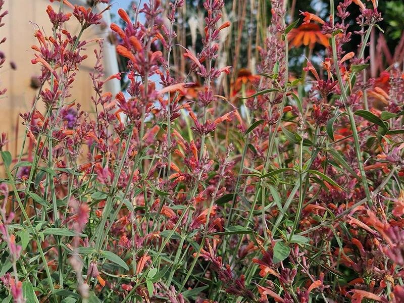 Agastache rupestris Firebird