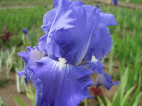 Iris barbata-elatior Victoria Falls