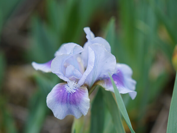 Iris barbata-nana Libor