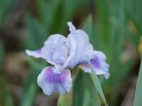 Iris barbata-nana Libor