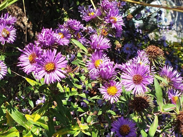 Aster (Symphyotrichum) novae-angliae Tagauge