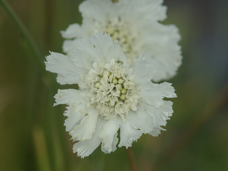 Scabiosa caucasica Perfecta Alba