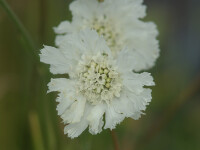Scabiosa caucasica Perfecta Alba