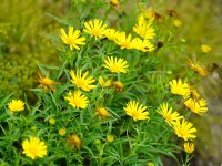 Buphthalmum salicifolium Alpengold