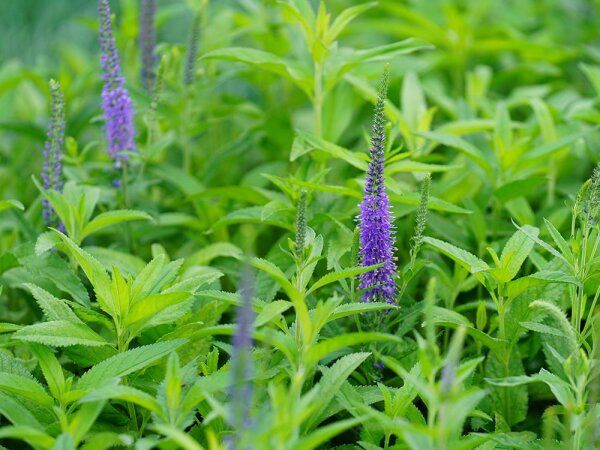 Veronica spicata