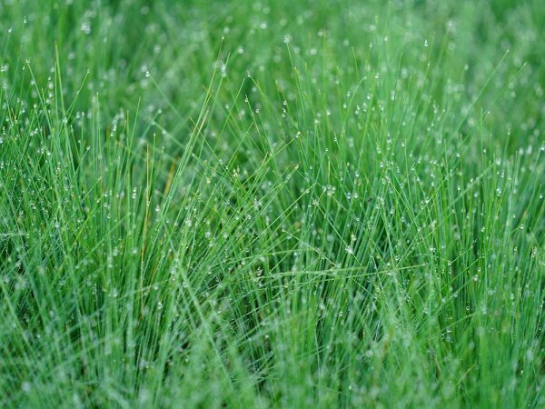 Festuca amethystina