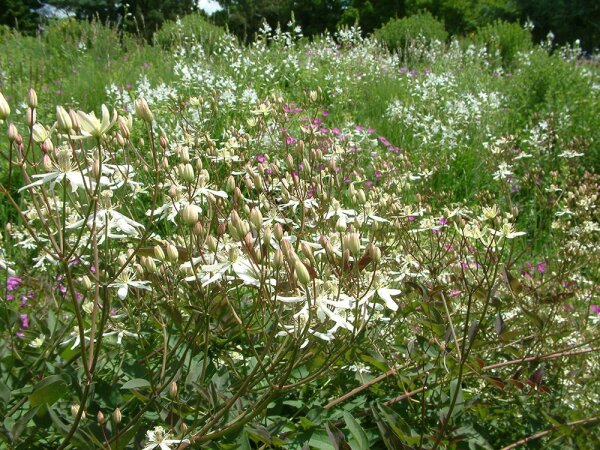 Clematis recta Purpurea
