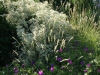 Clematis recta Purpurea