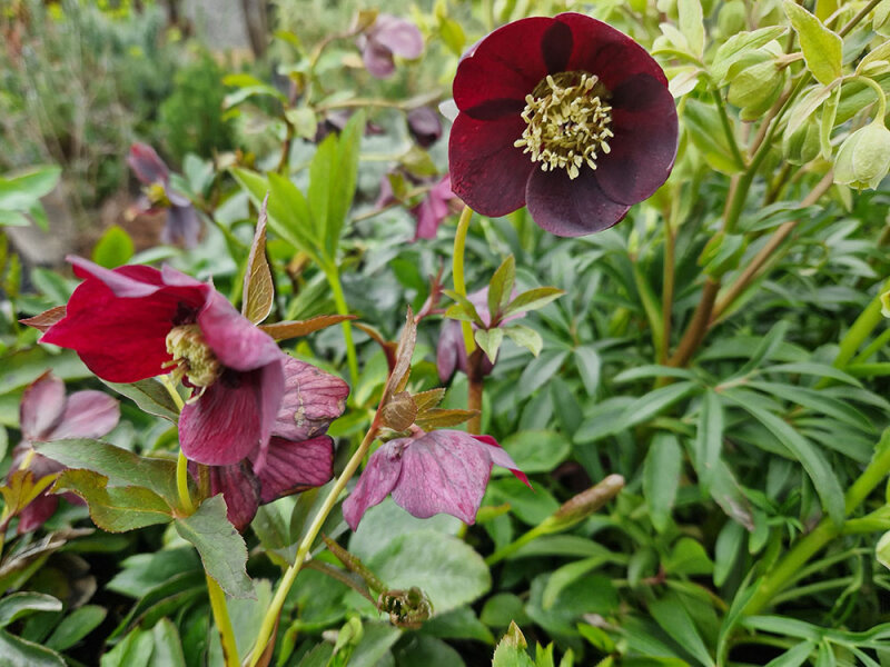 Helleborus Orientalis-Hybride Red Lady