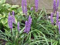 Liriope muscari