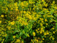 Hypericum tetrapterum