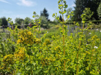 Hypericum tetrapterum