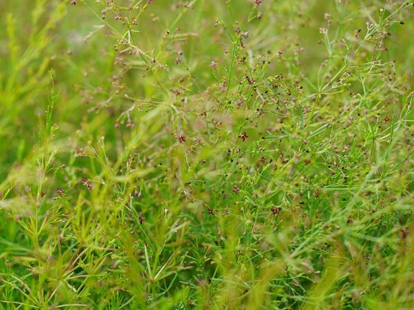 Asperula purpurea