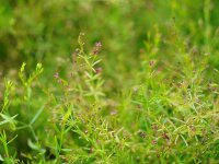 Asperula purpurea