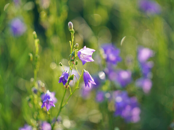 Campanula moravica