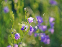 Campanula moravica