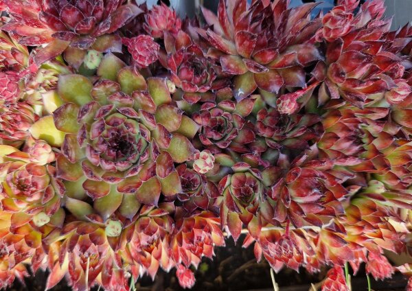 Sempervivum Bronco