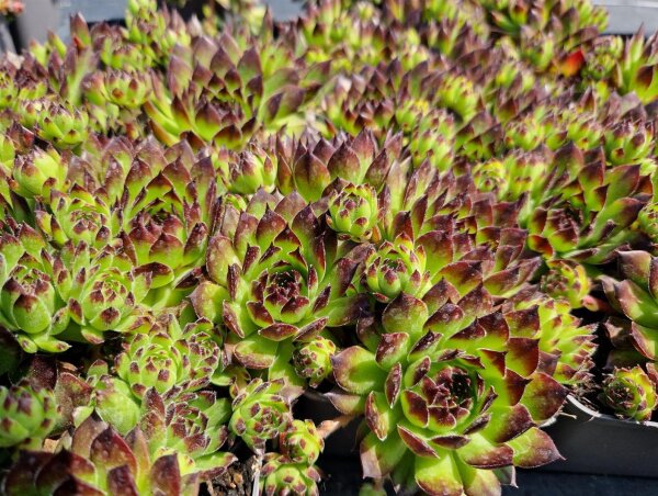 Sempervivum Black Top