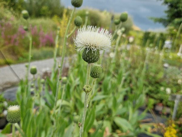 Serratula (Klasea) bulgarica