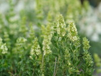 Sideritis hyssopifolia