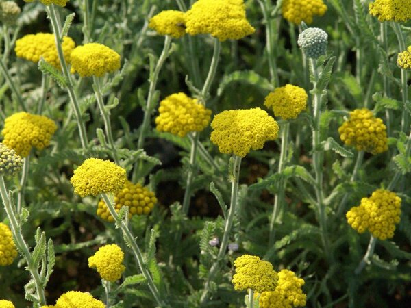 Achillea coarctata (l.n. Rumänien, Iron Gate)