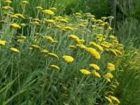 Achillea coarctata (l.n. Rumänien, Iron Gate)