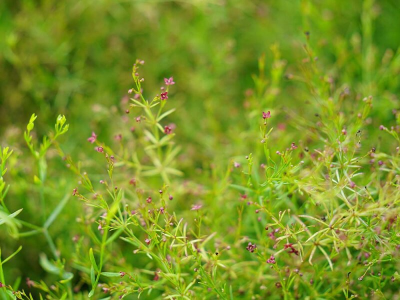Galium purpureum (l.n.Rumänien, Iron Gate22)