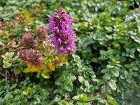 Thymus comosus c.f. (l.n. Rumänien, Cerna Valley)