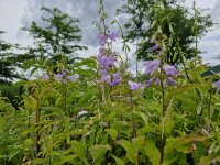 Adenophora confusa Hemelstraling