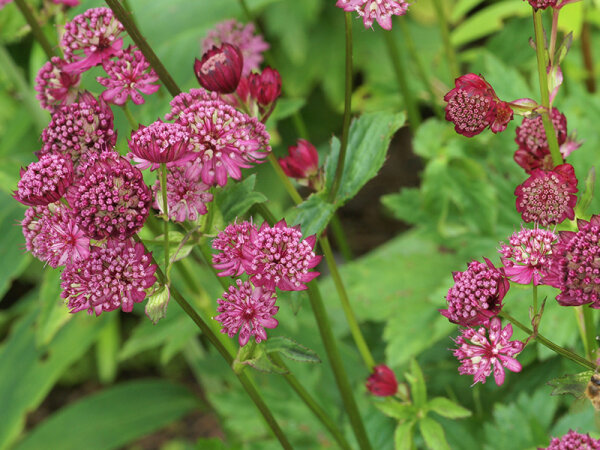 Astrantia major Claret