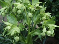 Helleborus foetidus Spring Chimes