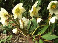 Helleborus Orientalis-Hybride Pretty Ellen White