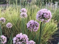 Allium senescens Meise
