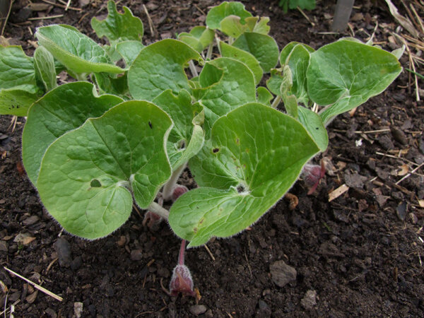 Asarum caudatum