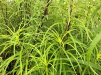 Helianthus salicifolius var. orgyalis P1