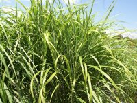 Miscanthus Sinensis-Hybr. Zebrinus