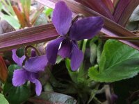 Viola odorata Mrs. Pinehurst