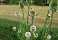 Dipsacus fullonum (sylvestris)