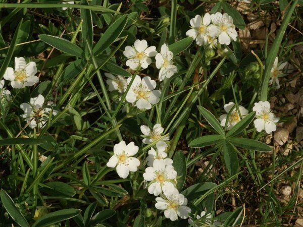 Potentilla alba x sterilis