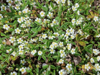 Potentilla alba x sterilis