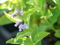 Nepeta subsessilis Blue Dreems