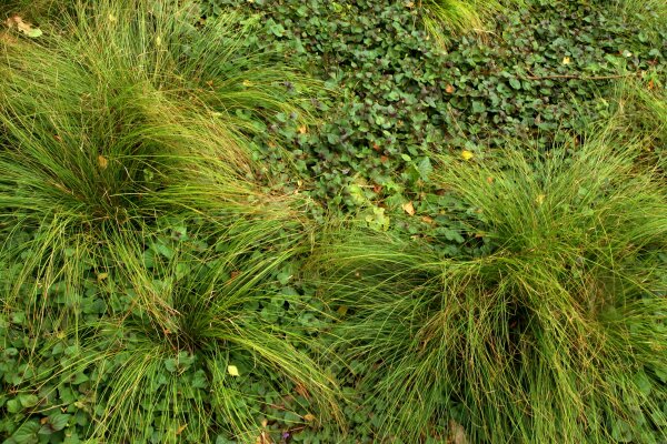 Carex morrowii var. temnolepis