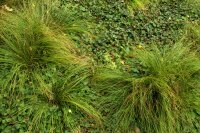 Carex morrowii var. temnolepis
