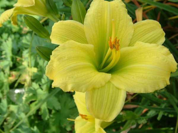 Hemerocallis Hybr. Green Flutter P1